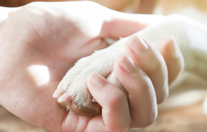 Un partenariat « inédit » en faveur des animaux domestiques et de leurs maîtres victimes de violences intrafamiliales